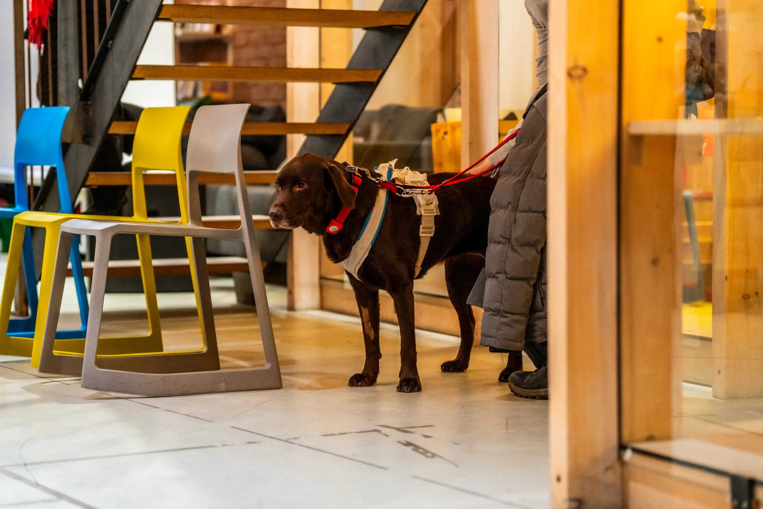 A guide dog in harness waits on a red lead beside colourful bar stools at the secondhand bazaar.